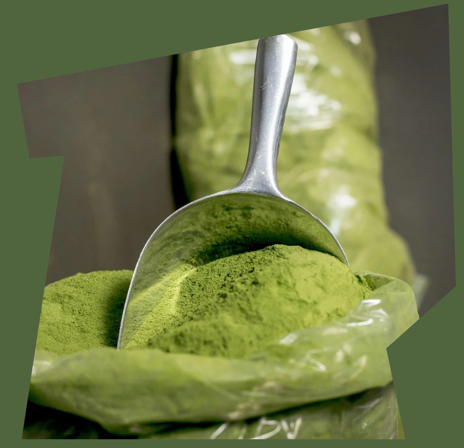 Close-up of metal scoop filled with premium organic Moringa powder in transparent packaging